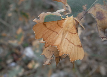 Birken-Zackenrandspanner (Ennomos erosaria) - © Rupert Fauster
